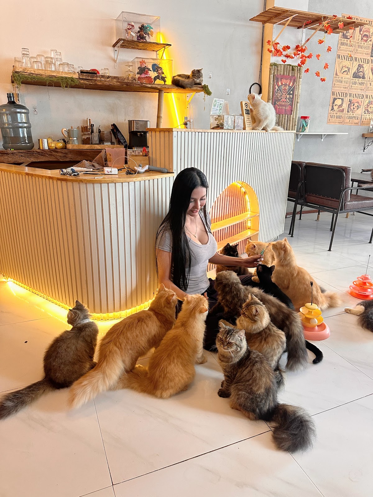 Cats Cafe - Main view