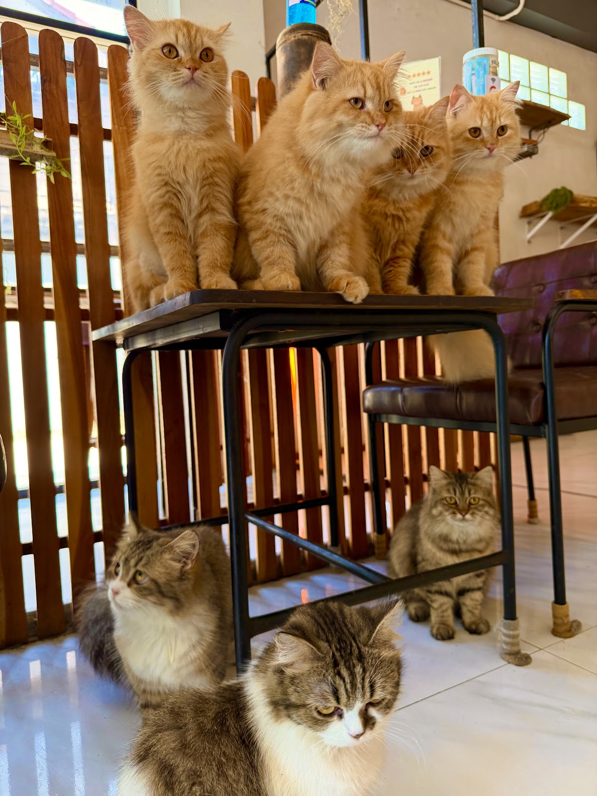 Cats Cafe - Photo 5