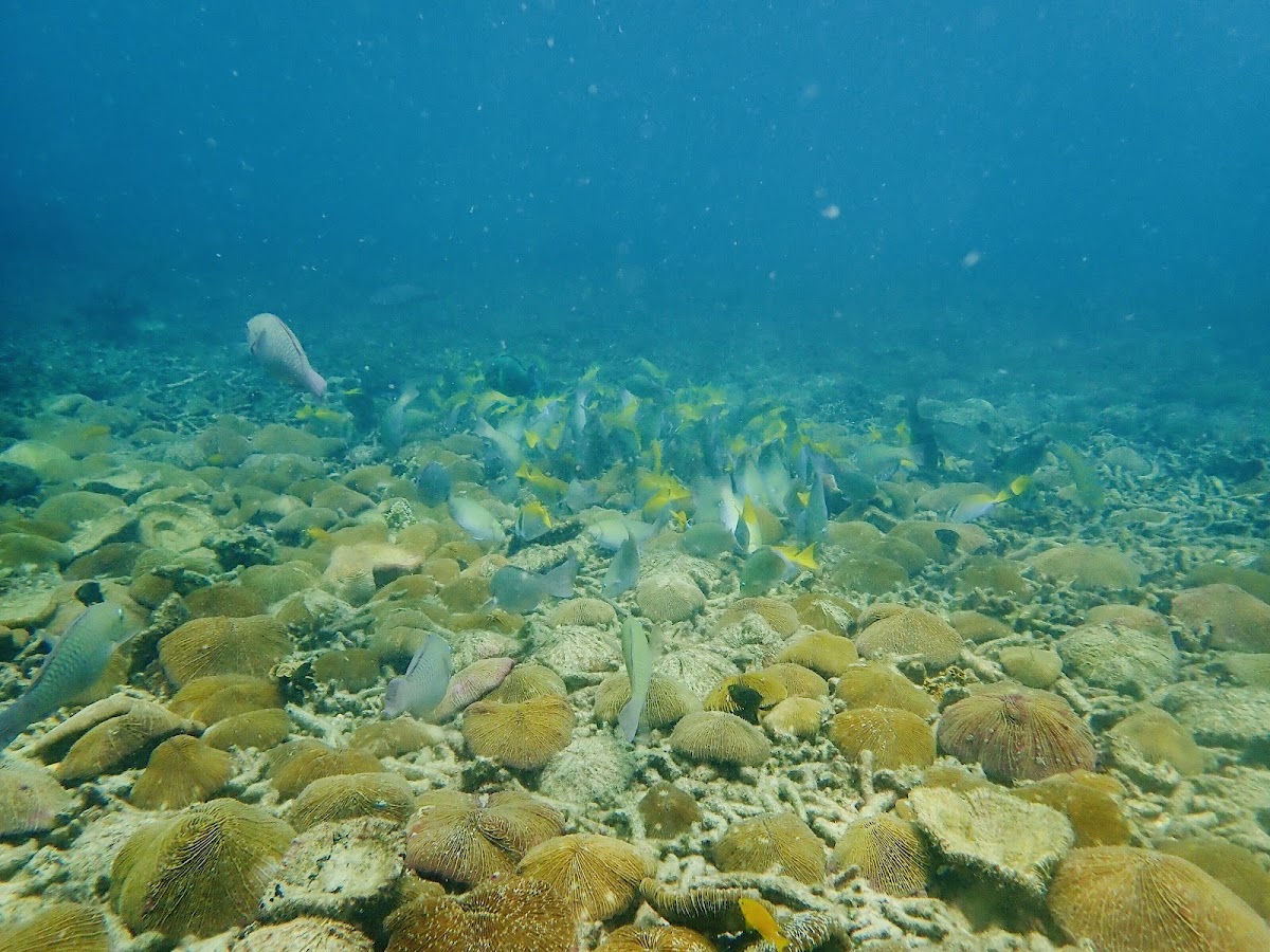 Discovery Divers - Photo 4