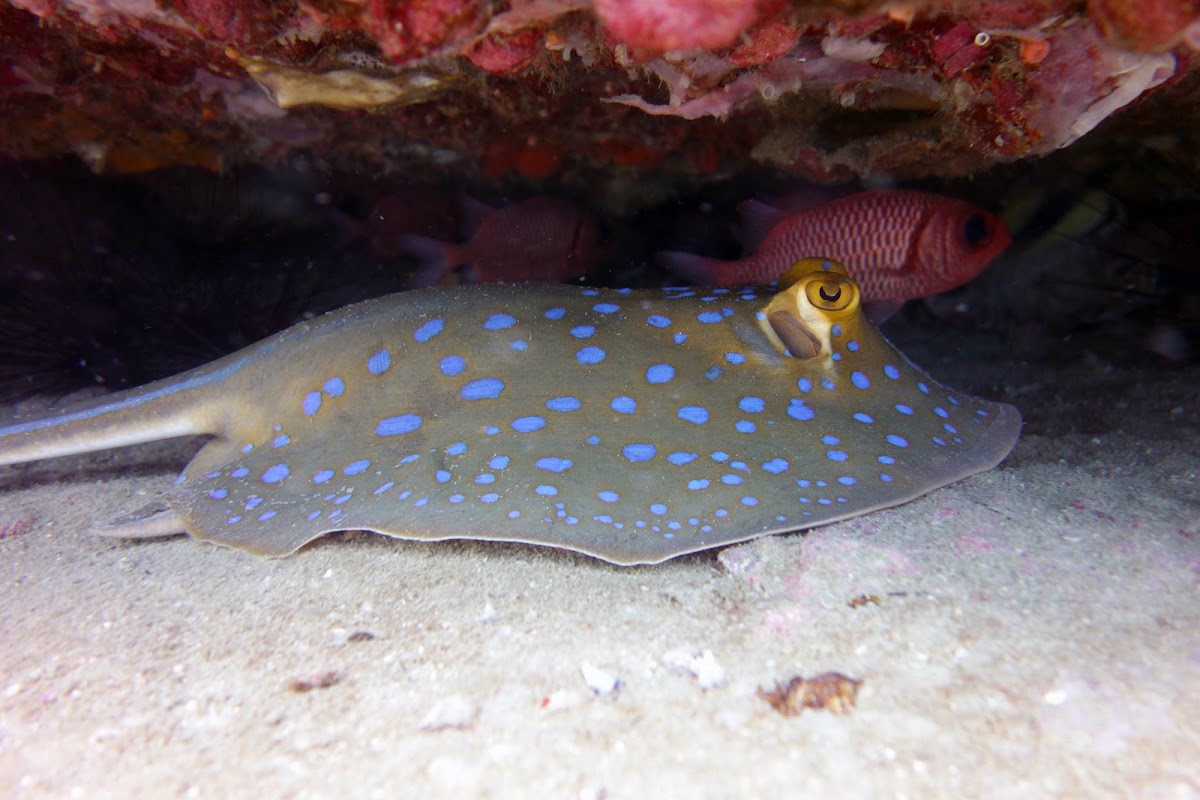 Searobin Dive Center - Photo 4