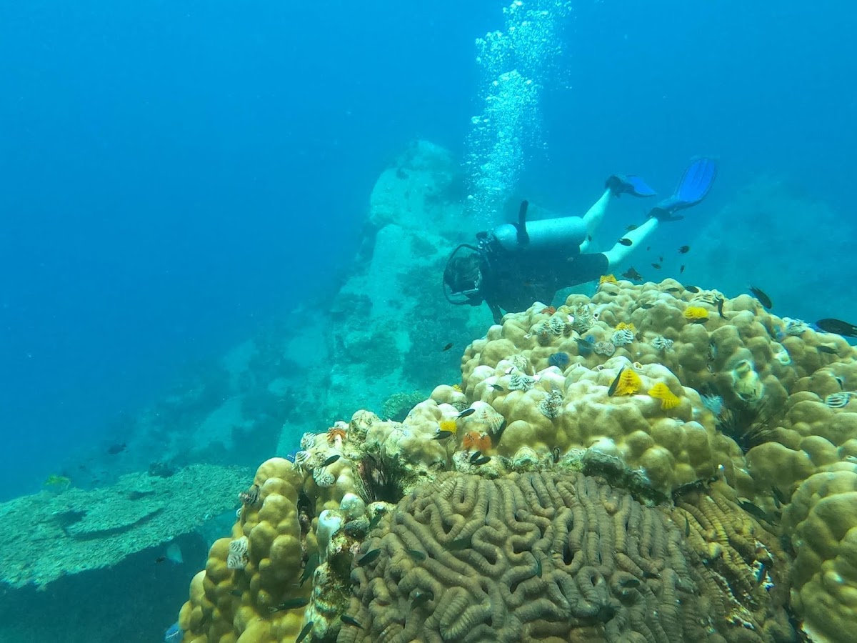 Searobin Dive Center - Photo 5