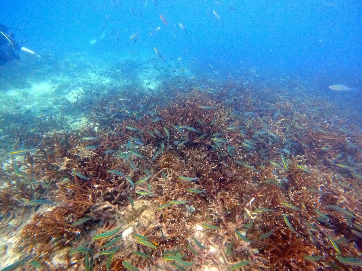 Silent Divers - Photo 3