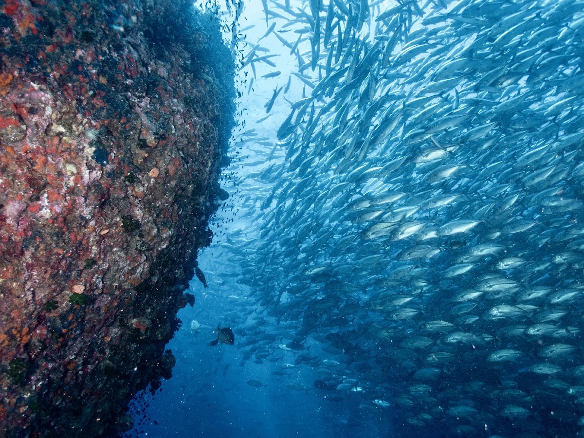 Silent Divers - Photo 4
