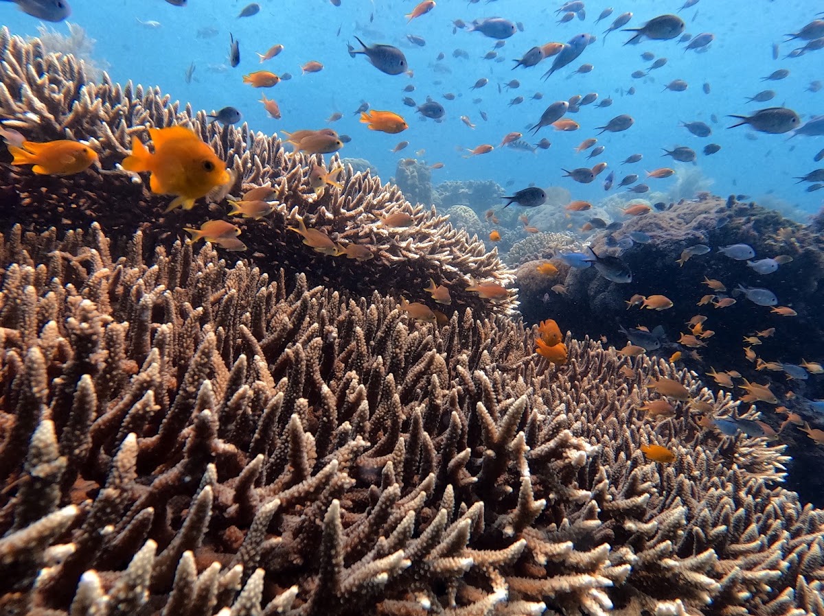 The Dive Academy - Photo 4